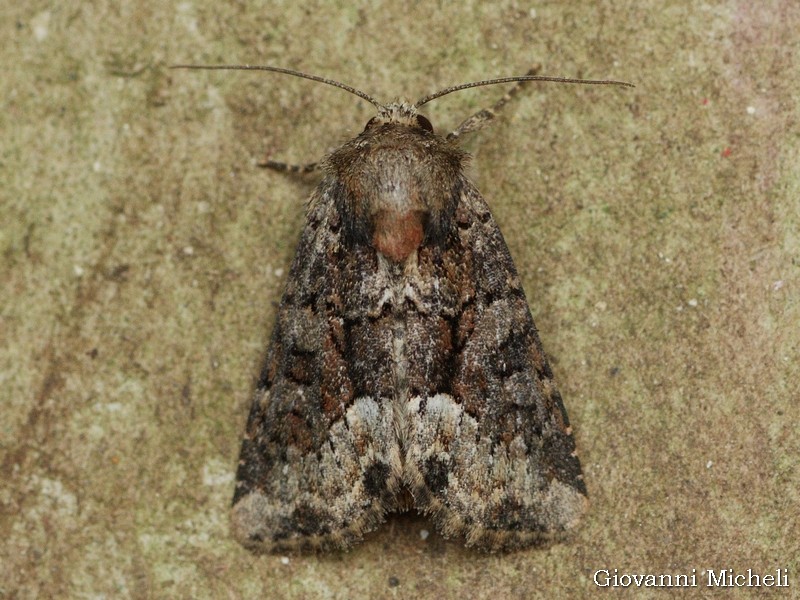 Apamea illyria??
